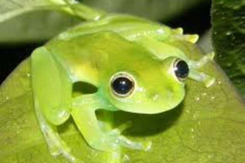 Rã endêmica do Eixo Cafeeiro