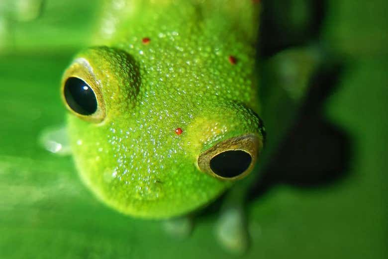 Detalle de los ojos de una rana