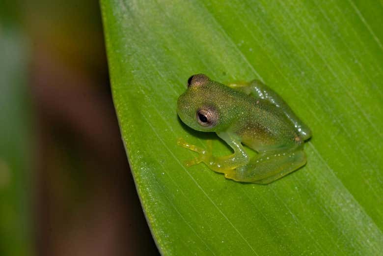 Uma rã em uma folha