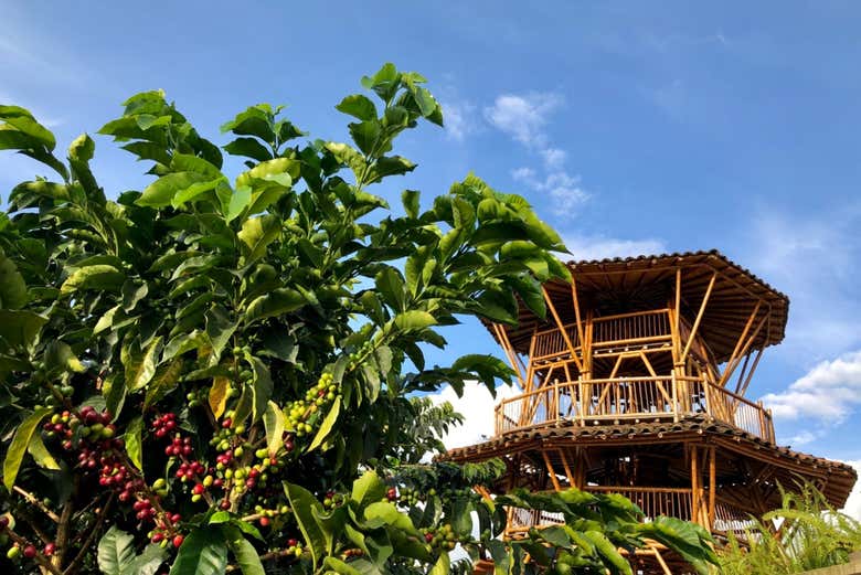 Mirador de la finca cafetera