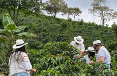Visita di una piantagione di caffè a Santa Rosa de Cabal