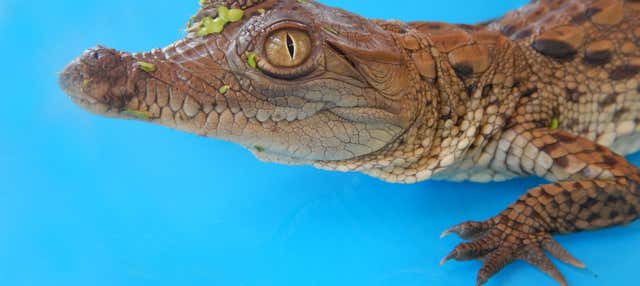 Centro de Conservación del Caimán de Aguja + Praia Blanca de San Antero