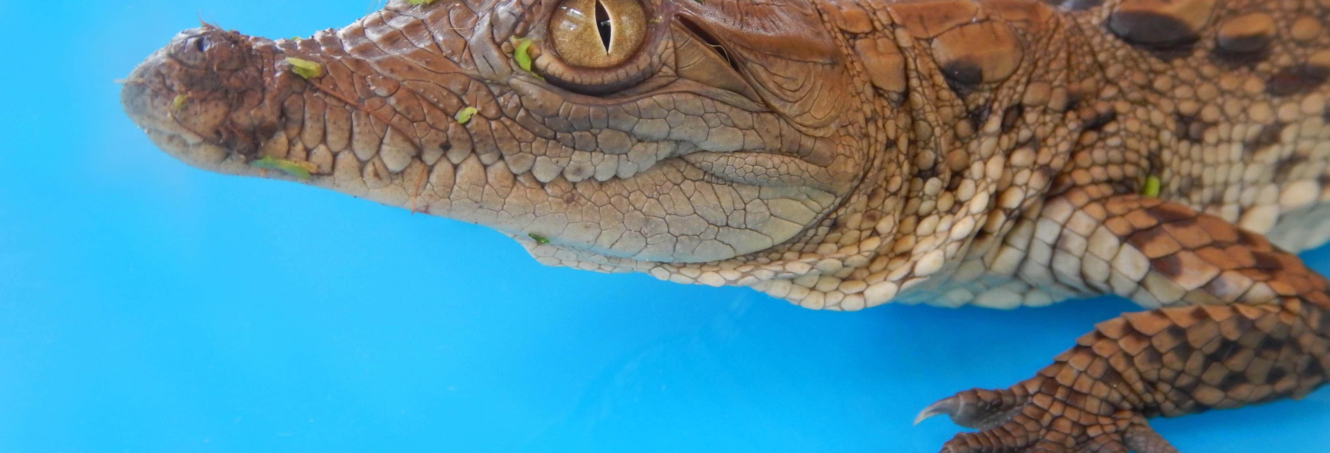 Escursioni di un giorno a Santiago de Tolú