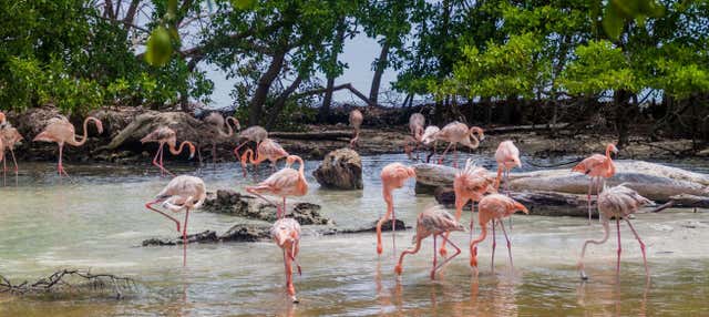 Excursão à ilha Palma