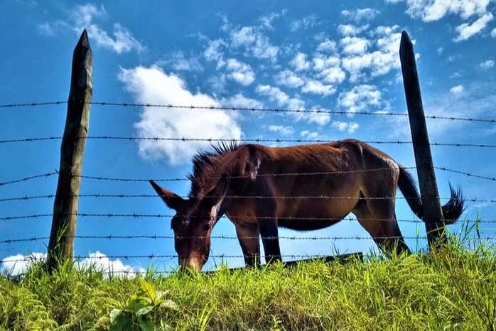 Un burro pastando en los alrededores del poblado