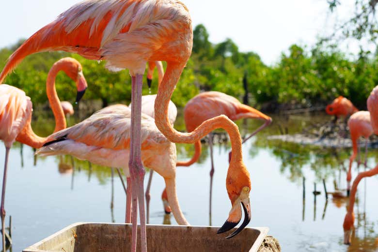 Flamingos na ilha Palma