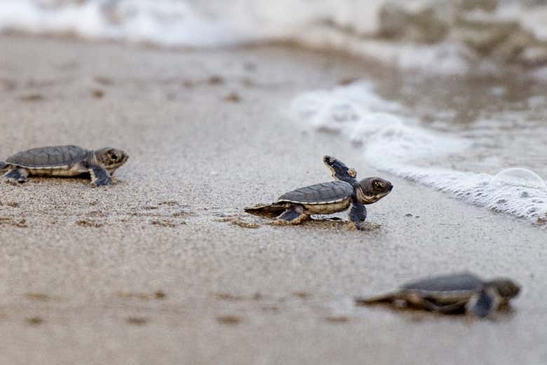 Liberando tortugas en la playa