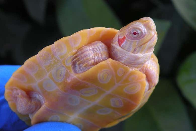 Una tortuga albina