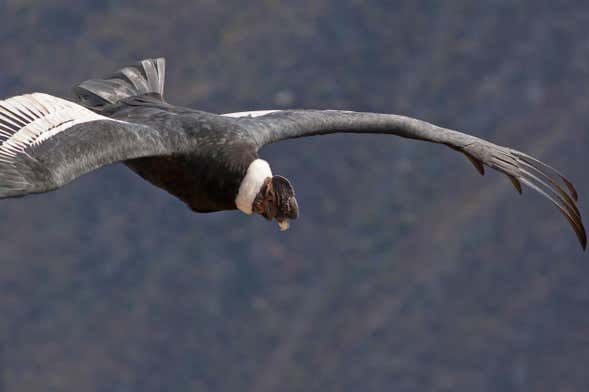 Andean Condor Watching + Puracé National Park Tour