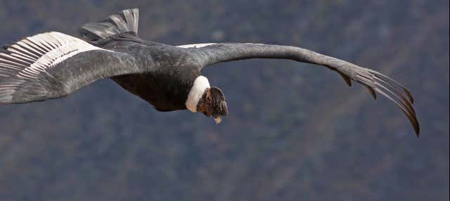 Andean Condor Watching + Puracé National Park Tour, Silvia - Civitatis