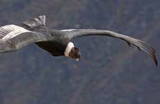 Andean Condor Watching + Puracé National Park Tour