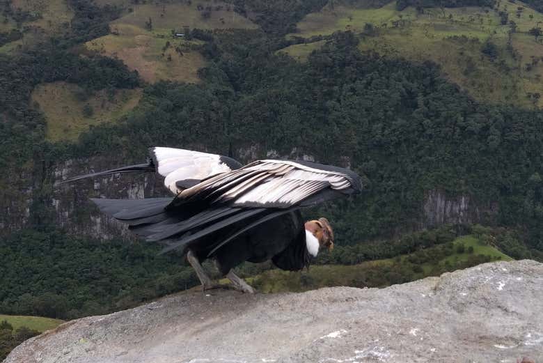 Andean Condor