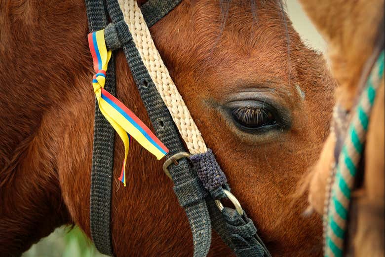 Uno de los caballos que conoceremos durante la actividad