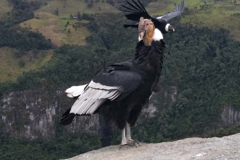 Avistamiento del cóndor andino