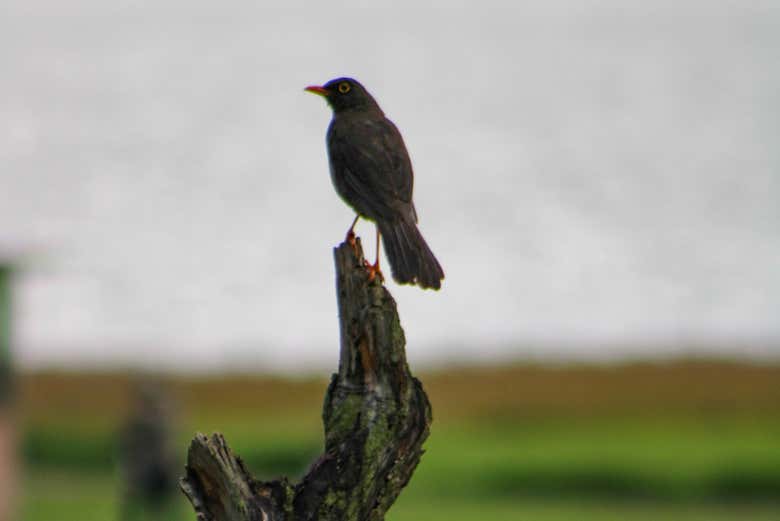 Contemplando las aves de la zona