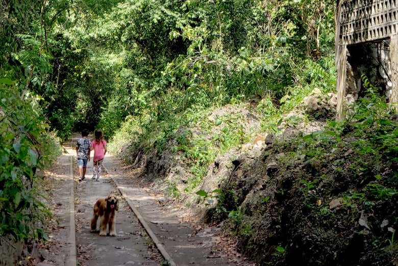 A exuberante vegetação de Tobia