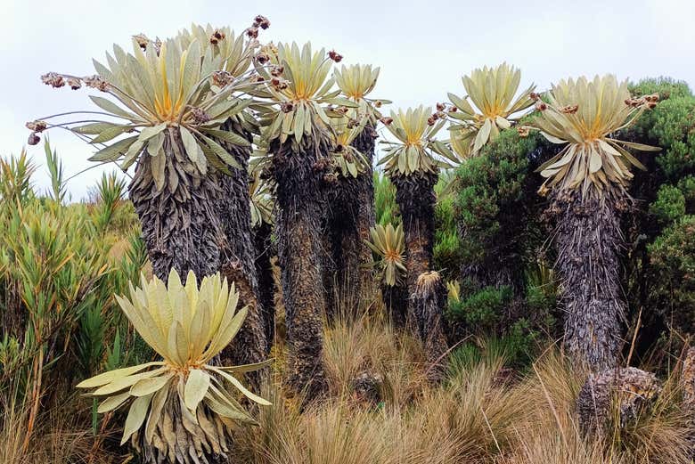 Plantas típicas de Ocetá