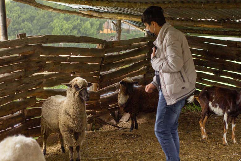 Viendo a los animales de granja de la finca Halaca