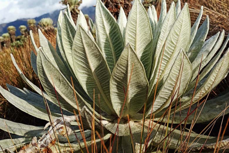Frailejón típico del páramo de Ocetá