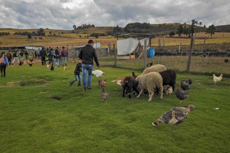 Conociendo a los animales de la granja