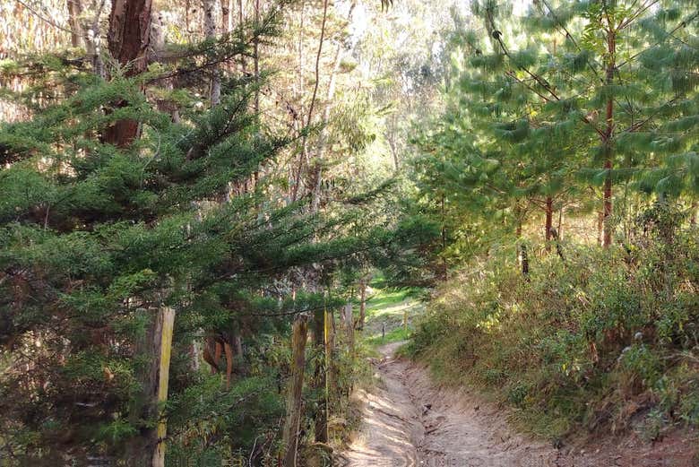 Passeggiando fra pini ed eucalipti