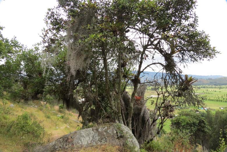 Vegetation in Cucunubá