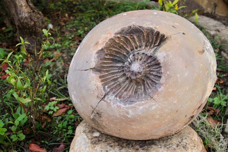 Ammonite fossil found in Utica