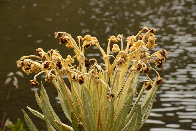 Vegetación de Iguaque