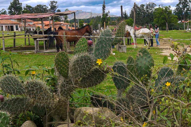 Conhecendo os cavalos