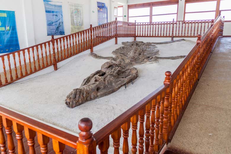 Fósil de dinosaurio en Villa de Leyva