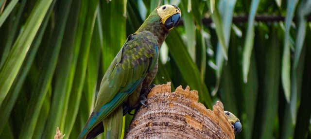 Birdwatching in Villavicencio