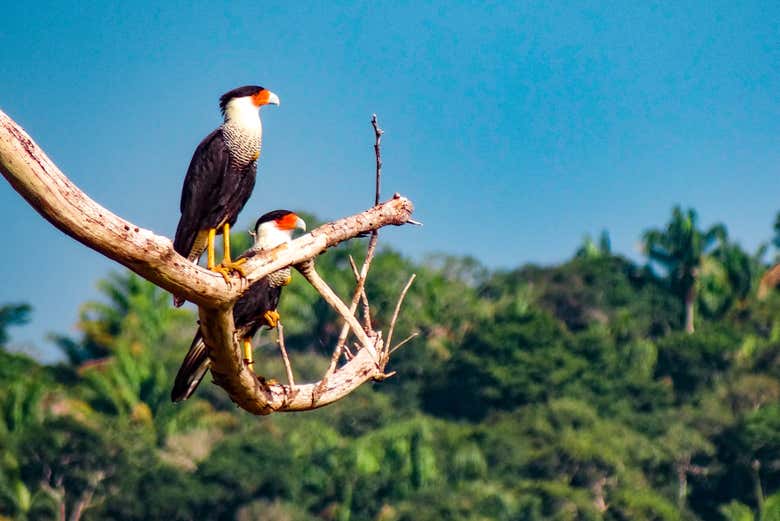 Aves quebrantahuesos