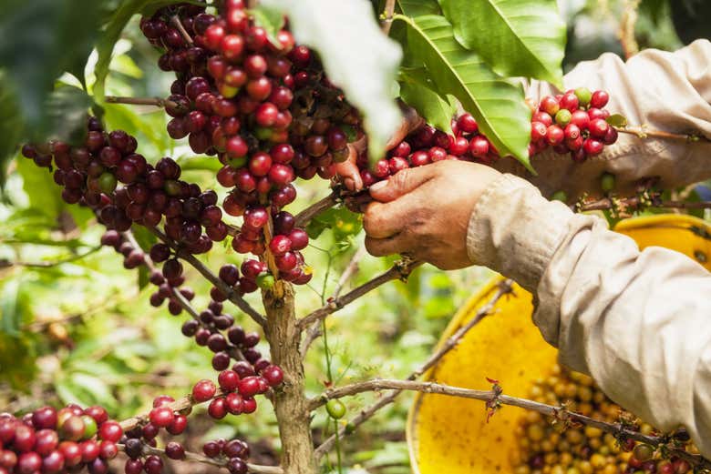 Granos de café colombiano