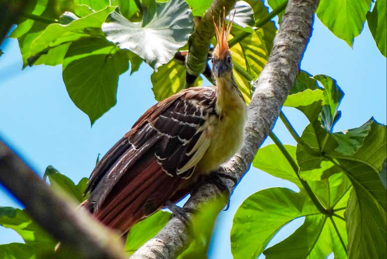 Nos fijaremos en el plumaje de distintas aves