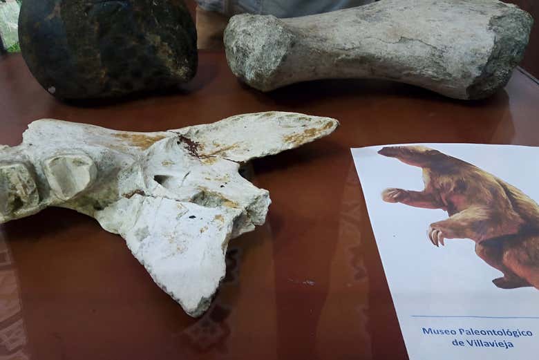 Fosiles del museo 