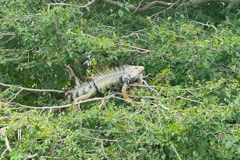 Un iguane