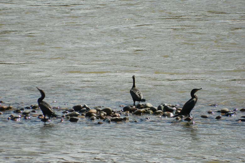 Observez de nombreuses espèces d'oiseaux