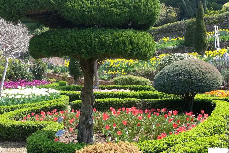 Fiori e alberi dell'isola di Oedo
