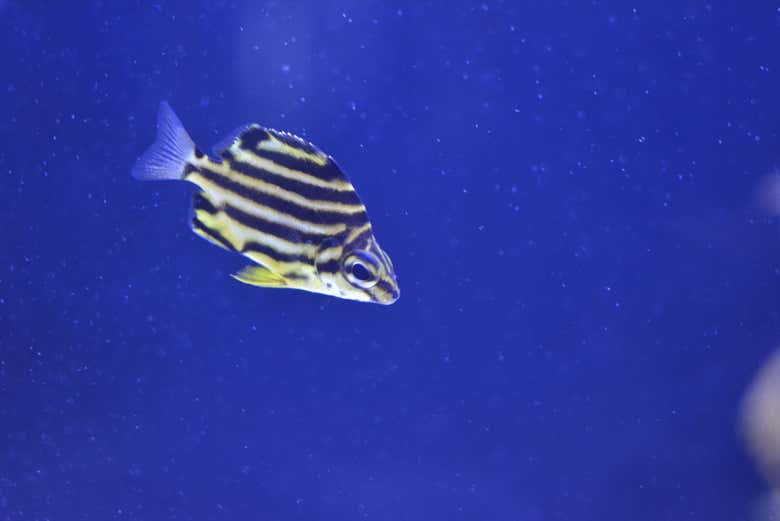 Un pesciolino dell'acquario