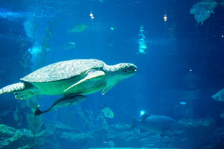 Tortuga en el acuario