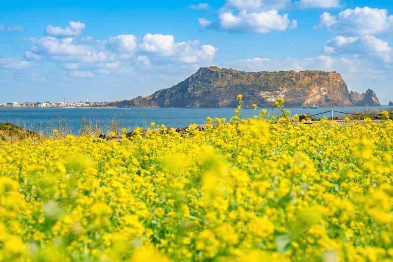 Campo de flores de canola