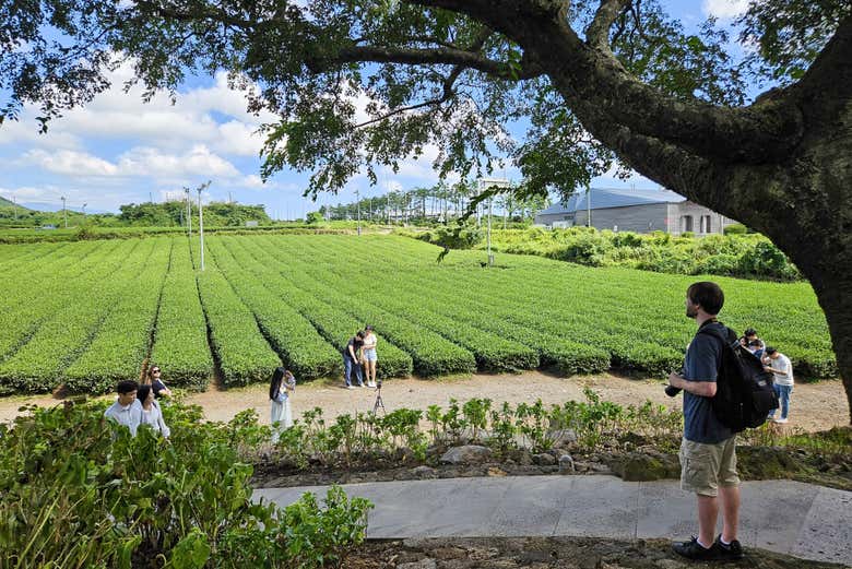 Campos de té verde O'sulloc