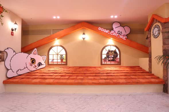 Roof Cat Me Tickets