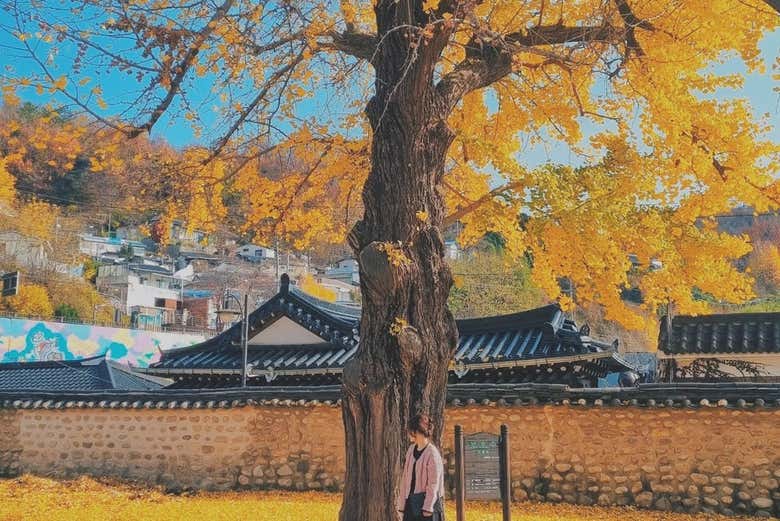 Árboles coloridos en Jeonju
