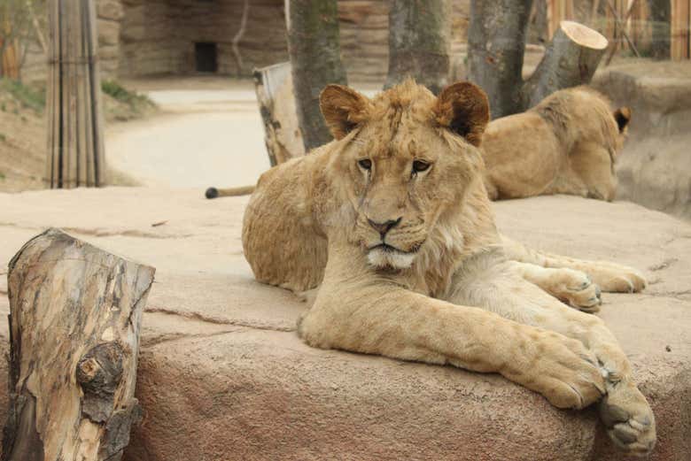 Leoa no zoológico de Everland