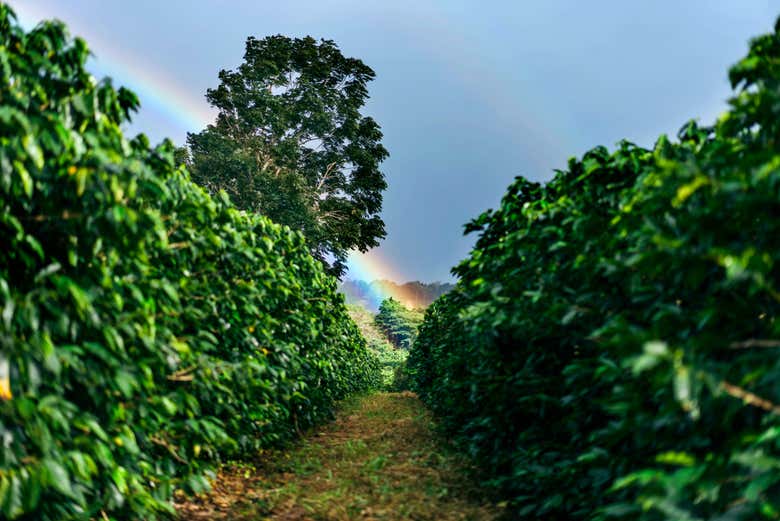 Um arco-íris nos campos de café de Doka
