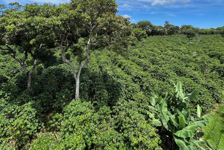 Exuberante plantação de café na Hacienda Doka de Alajuela