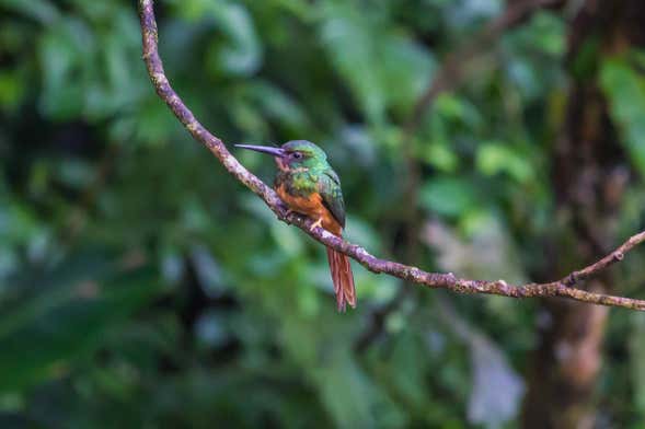 Observation d'oiseaux dans la région de l'Arenal