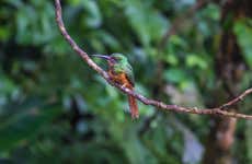 Avistamiento de aves en Arenal