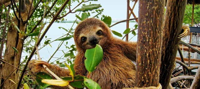 Avistamento de bichos-preguiça em La Fortuna